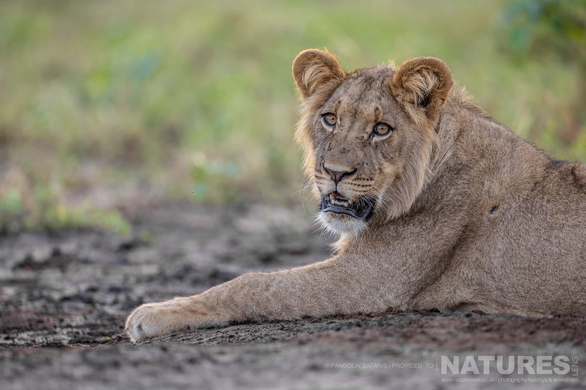 A Sub Adult Male Lion Typical Of The Kind Of Image We Hope To Capture During The Wildlife Of The Chobe River & Dinaka Private Conservancy Photography Holiday