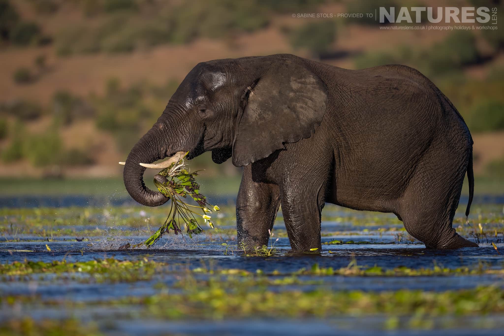 An Elephant Feeding On Lilies From The Chobe River