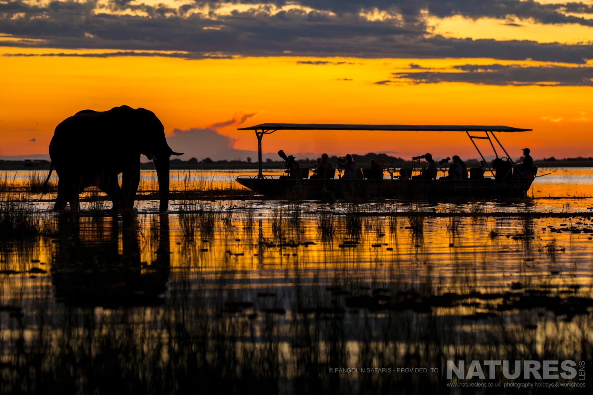 An Elephant On The Chobe River With One Of The Pangolin Photo Boats