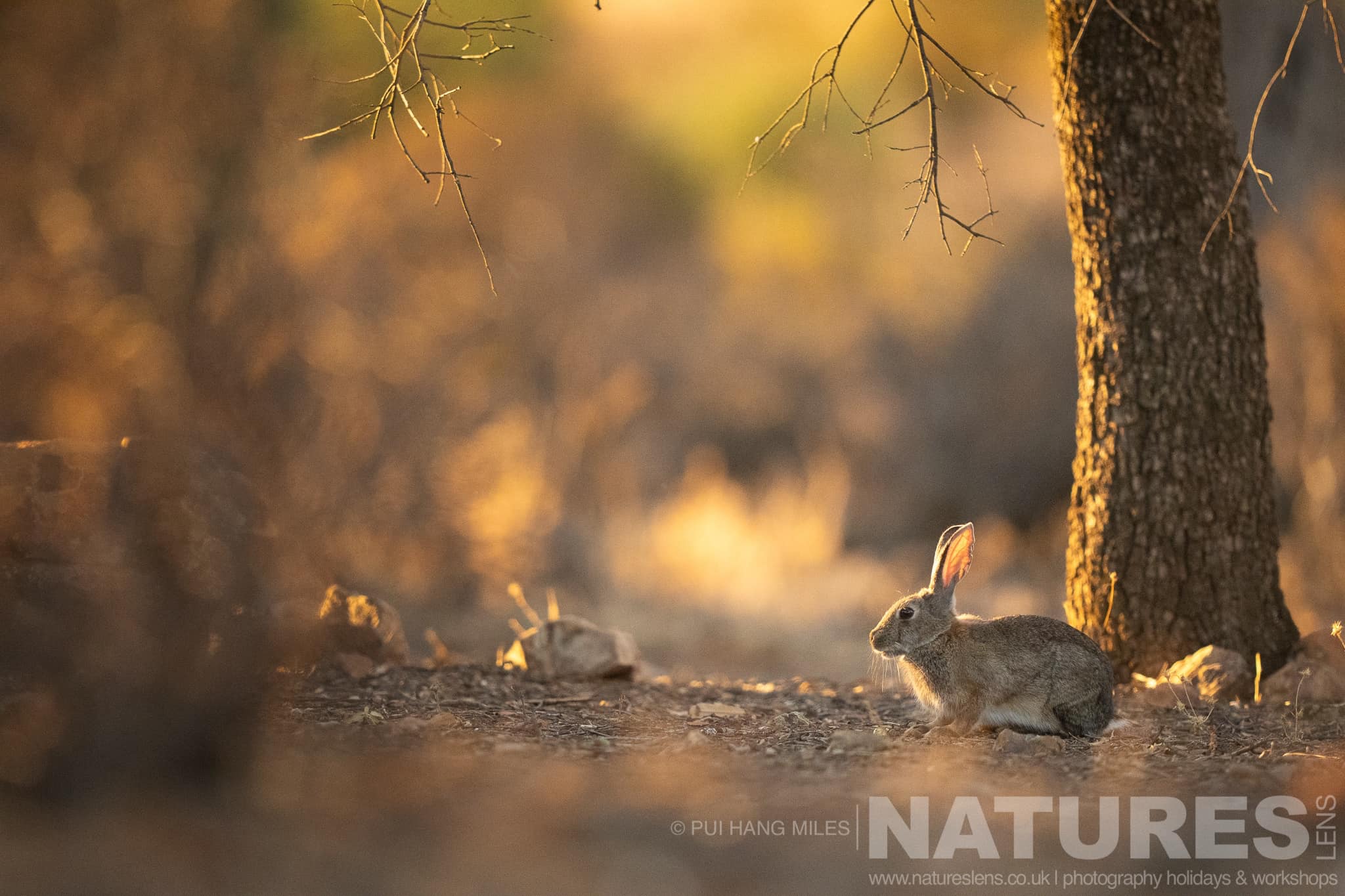 A Beautifully Illuminated Rabbit Photographed During One Of The Natureslens Lynx Photography Scouting Trips
