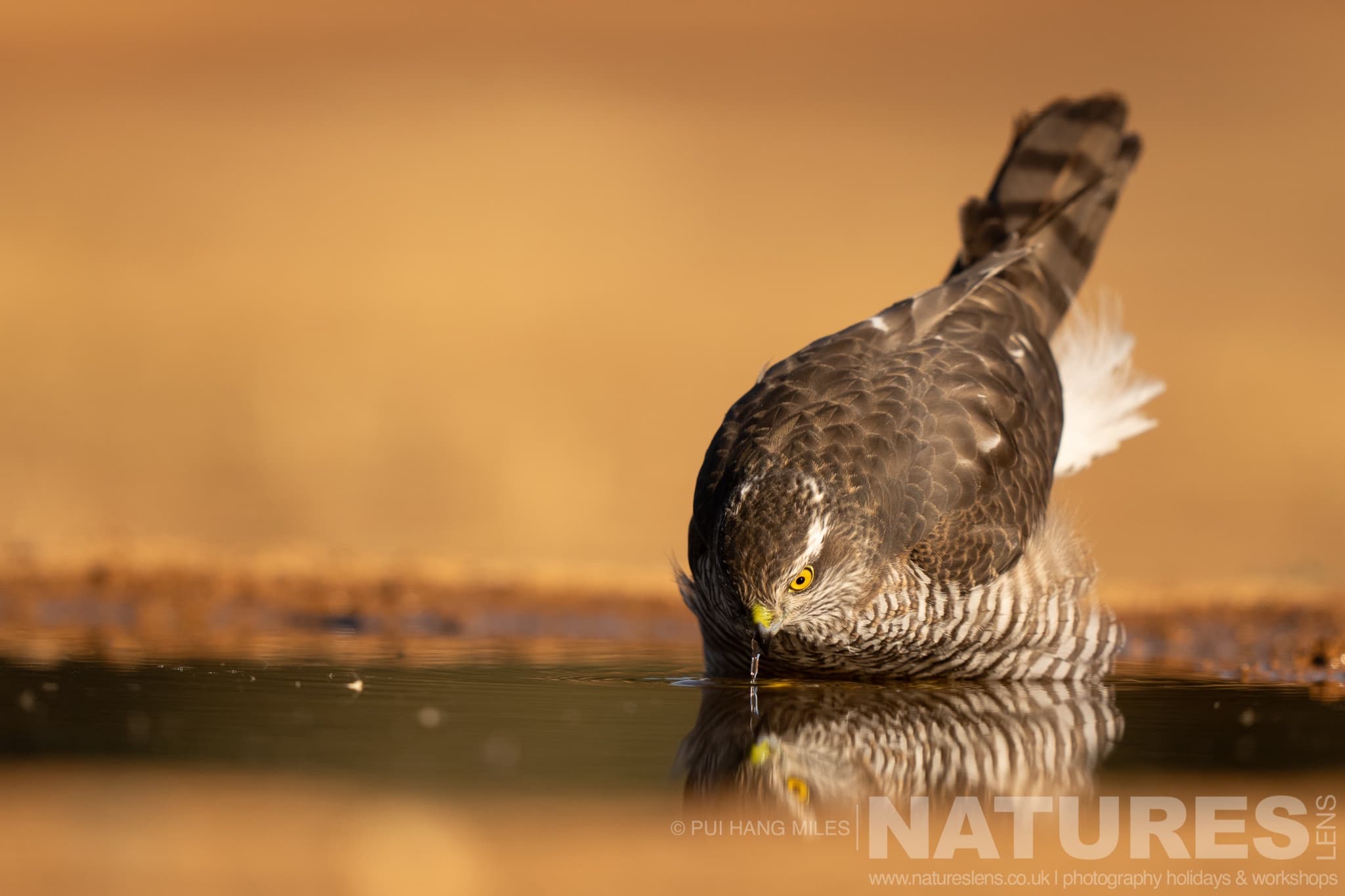 A Drinking Sparrowhawk Photographed During One Of The Natureslens Lynx Photography Scouting Trips
