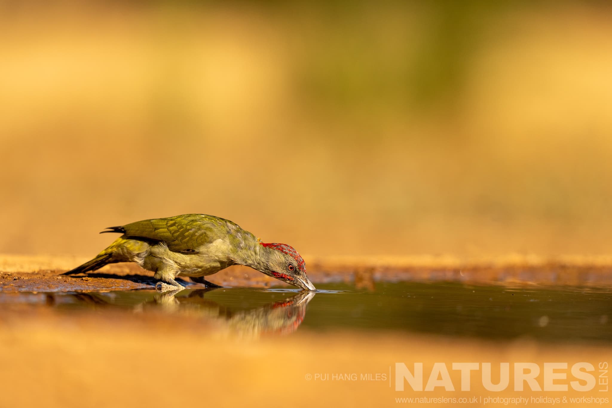A Drinking Woodpecker Photographed During One Of The Natureslens Lynx Photography Scouting Trips