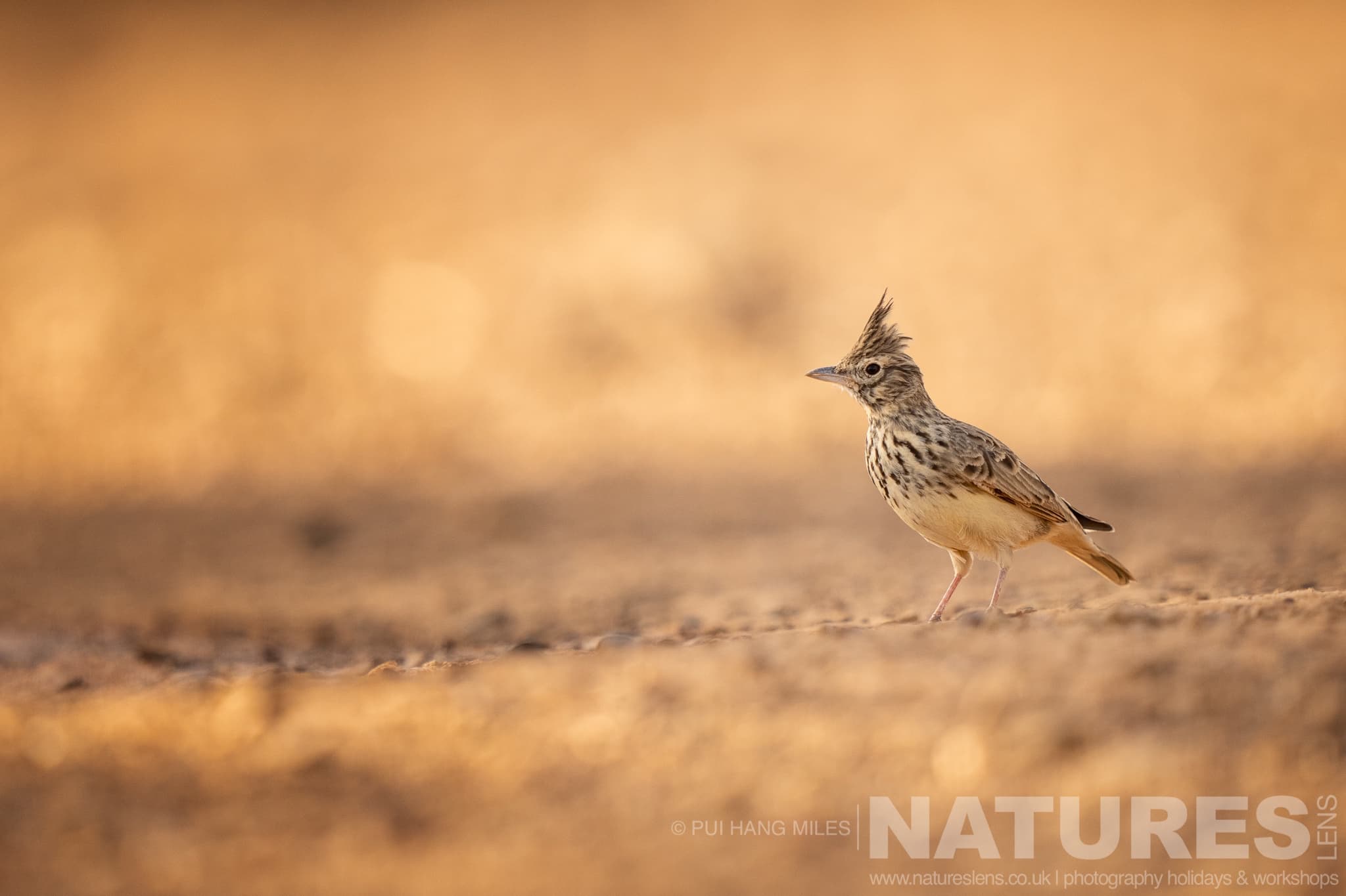 A Lark Photographed During One Of The Natureslens Lynx Photography Scouting Trips