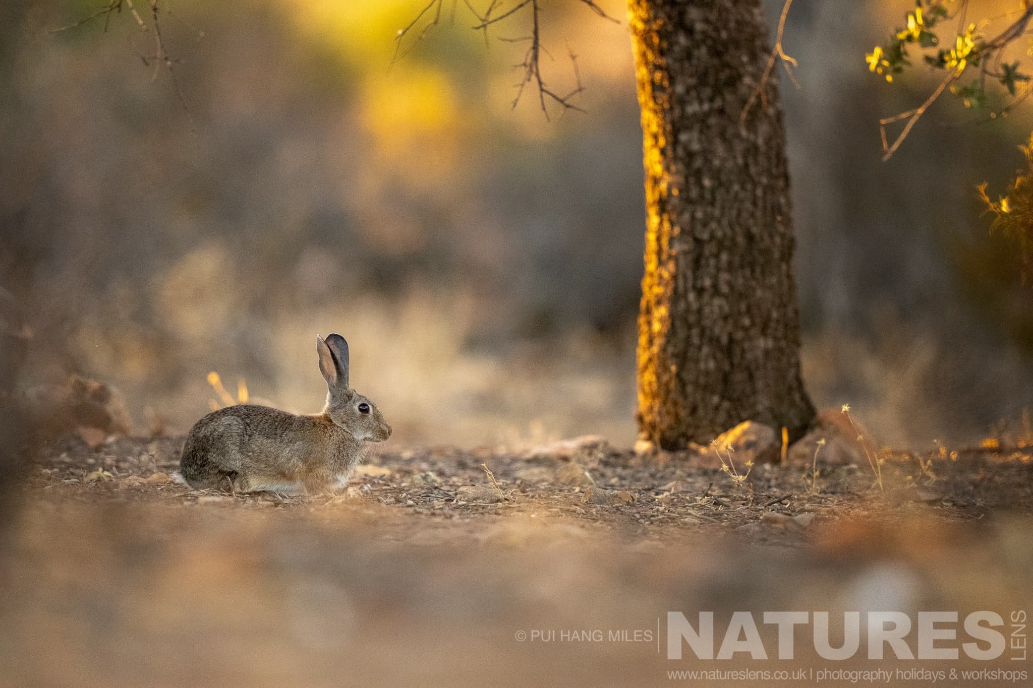 A Rabbit Photographed During One Of The Natureslens Lynx Photography Scouting Trips