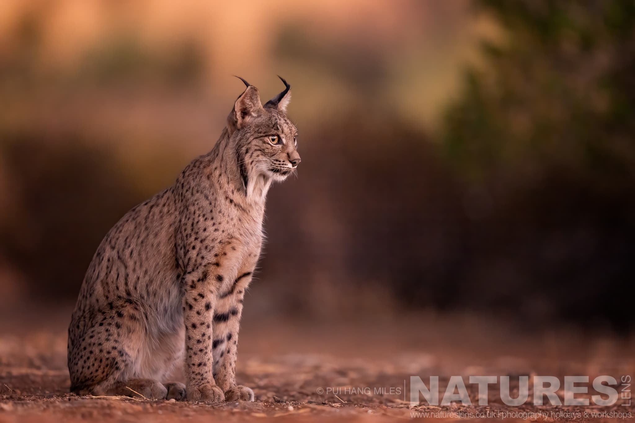 A Sitting Lynx Photographed During One Of The Natureslens Lynx Photography Scouting Trips