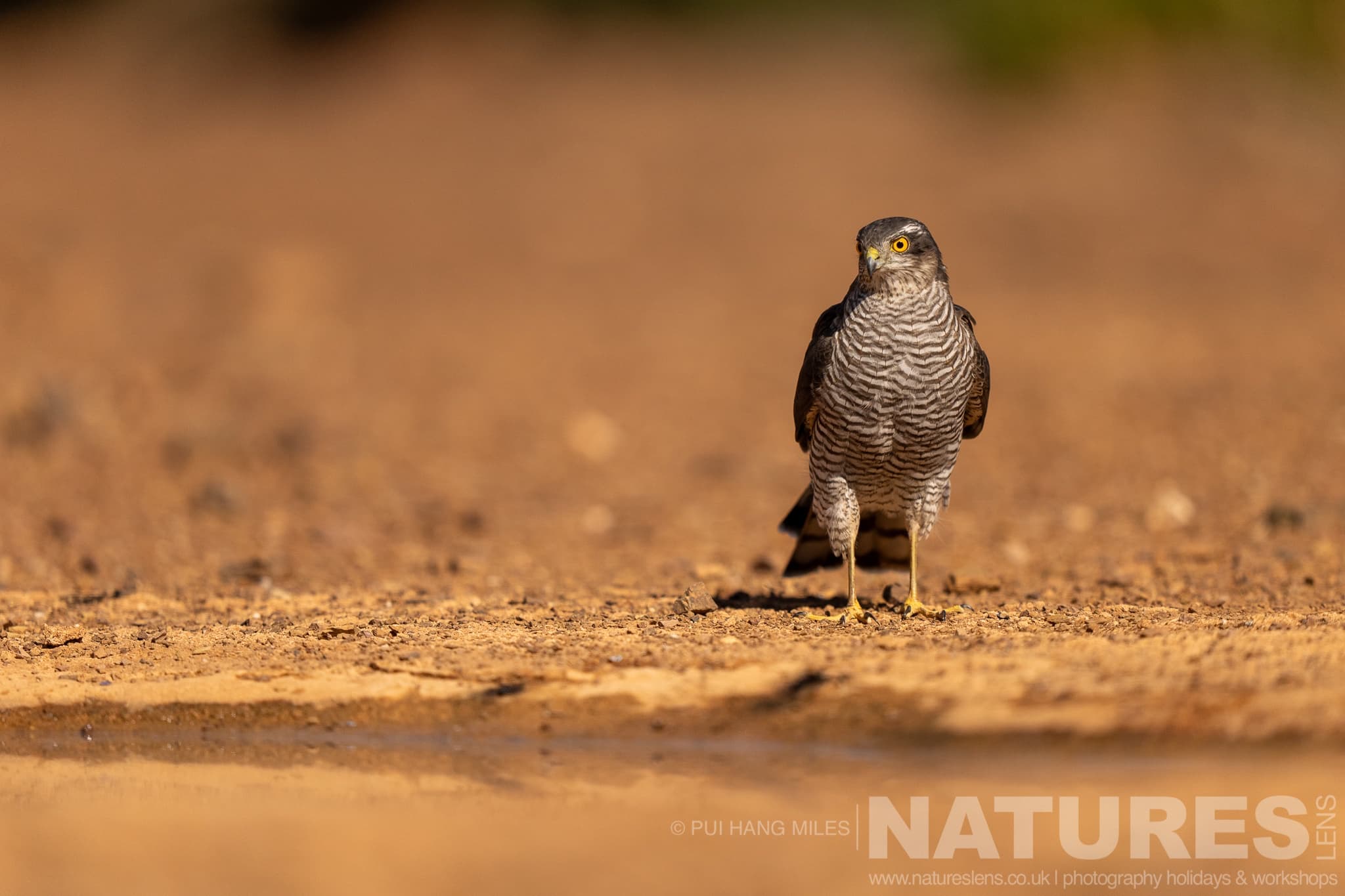 A Sparrowhawk Photographed During One Of The Natureslens Lynx Photography Scouting Trips