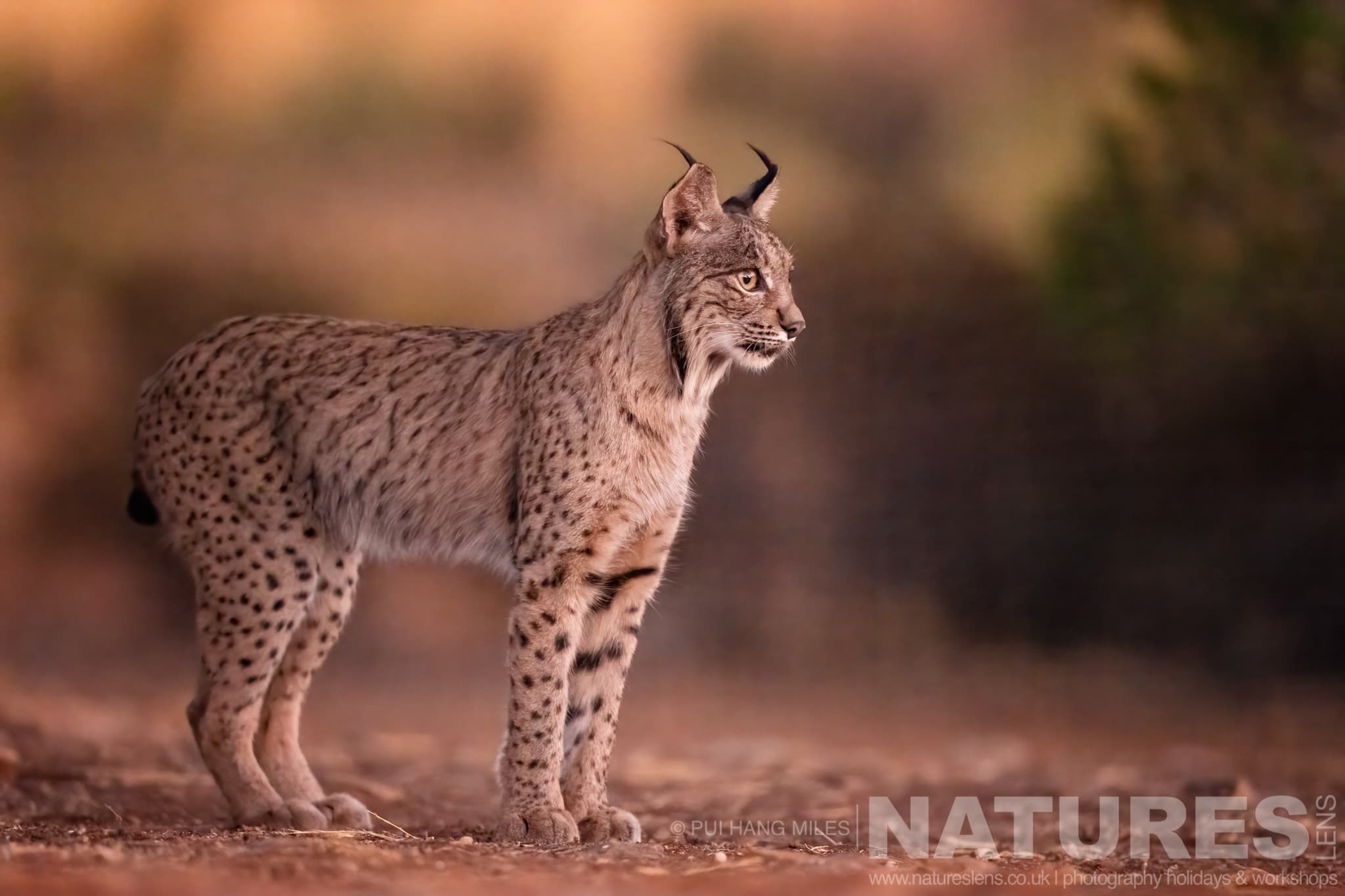 An Alert Lynx Photographed During One Of The Natureslens Lynx Photography Scouting Trips