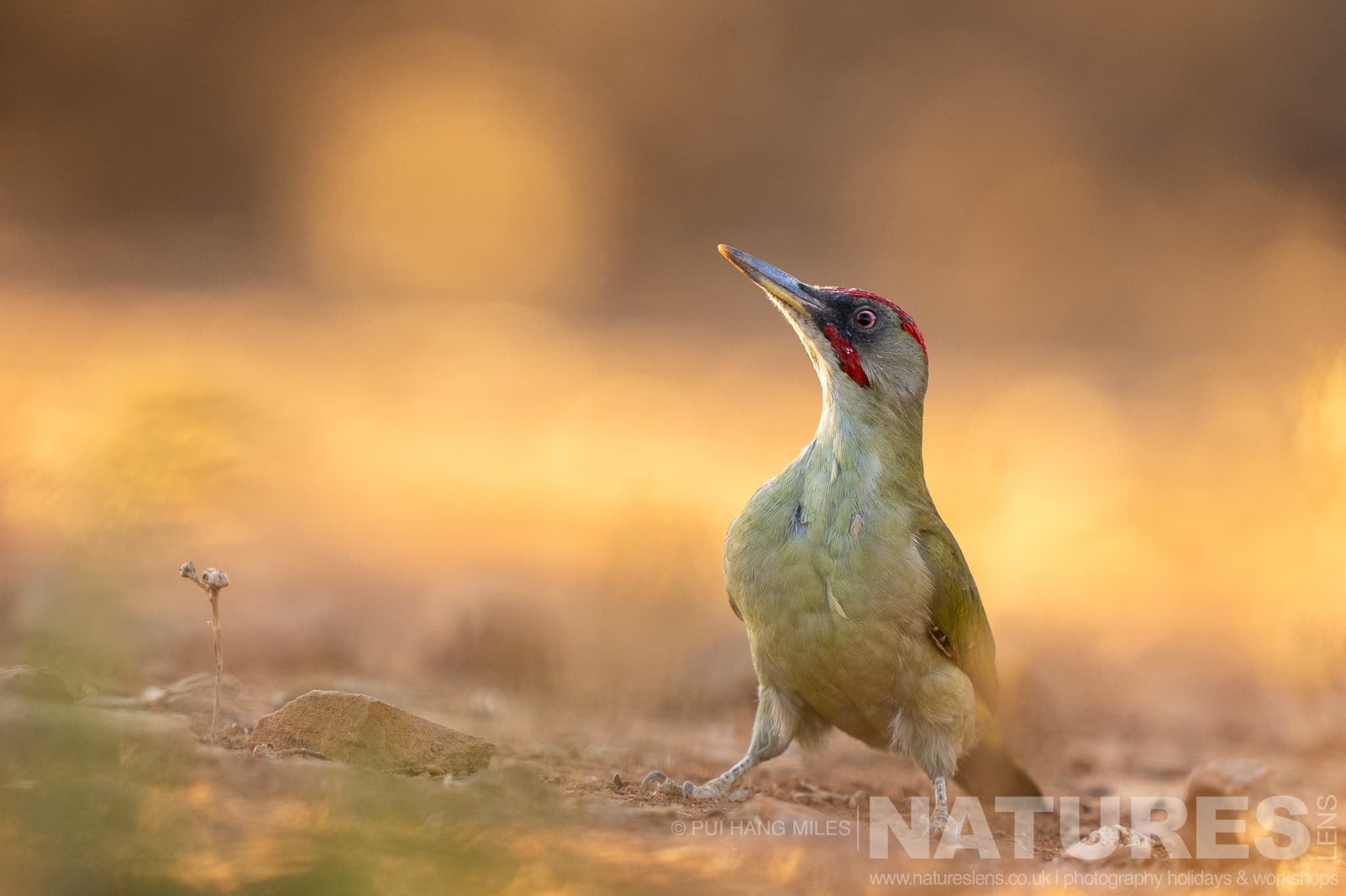 An Alert Woodpecker Photographed During One Of The Natureslens Lynx Photography Scouting Trips