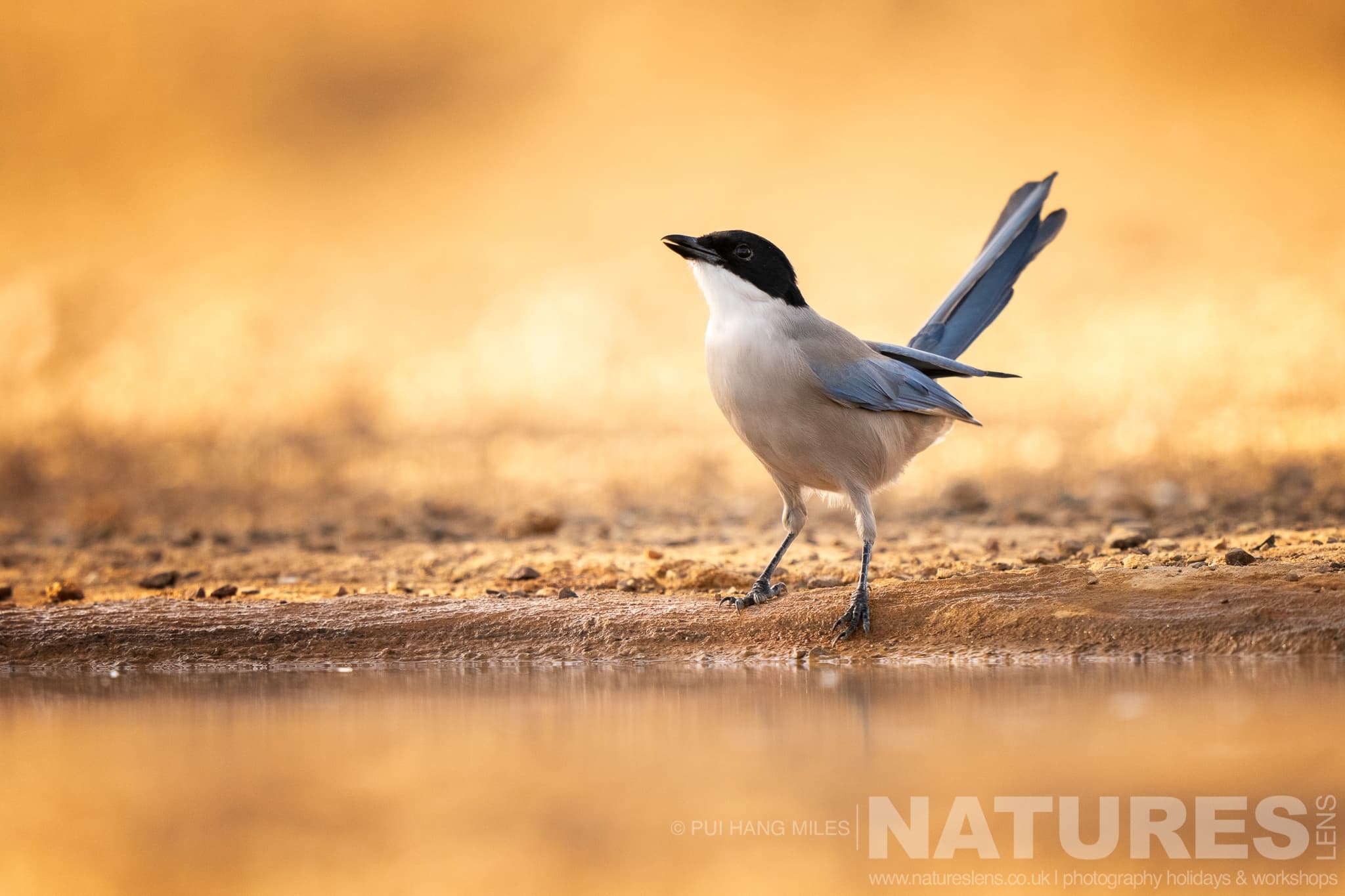 An Azure Magpie At A Watering Hole Photographed During One Of The Natureslens Lynx Photography Scouting Trips