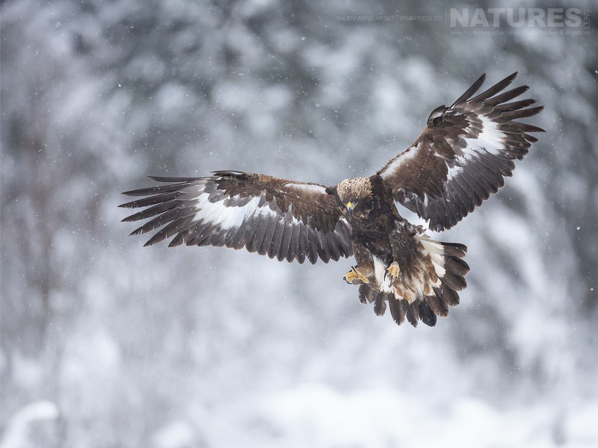 The type of image that you should be able to capture during the NaturesLens Goshawks & Golden Eagles of Norway photography holiday
