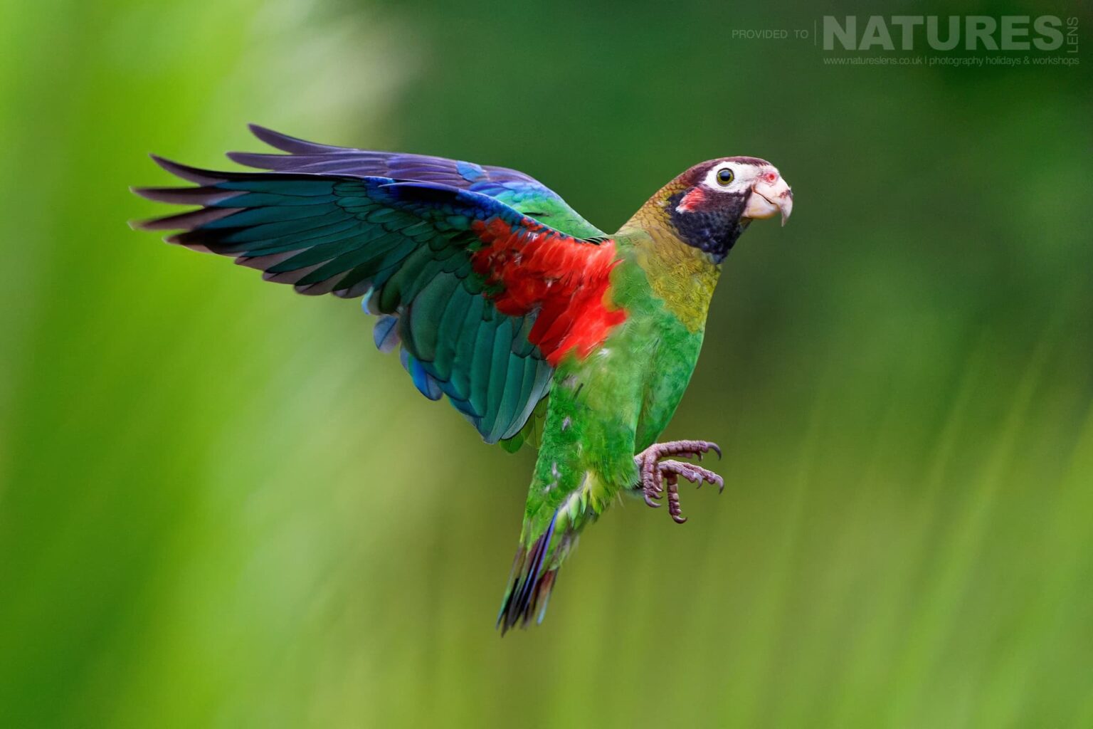 A Brown Parrot in flight - which can be photographed during the NaturesLens Quetzals & Other Iconic Wildlife of Costa Rica photography holiday