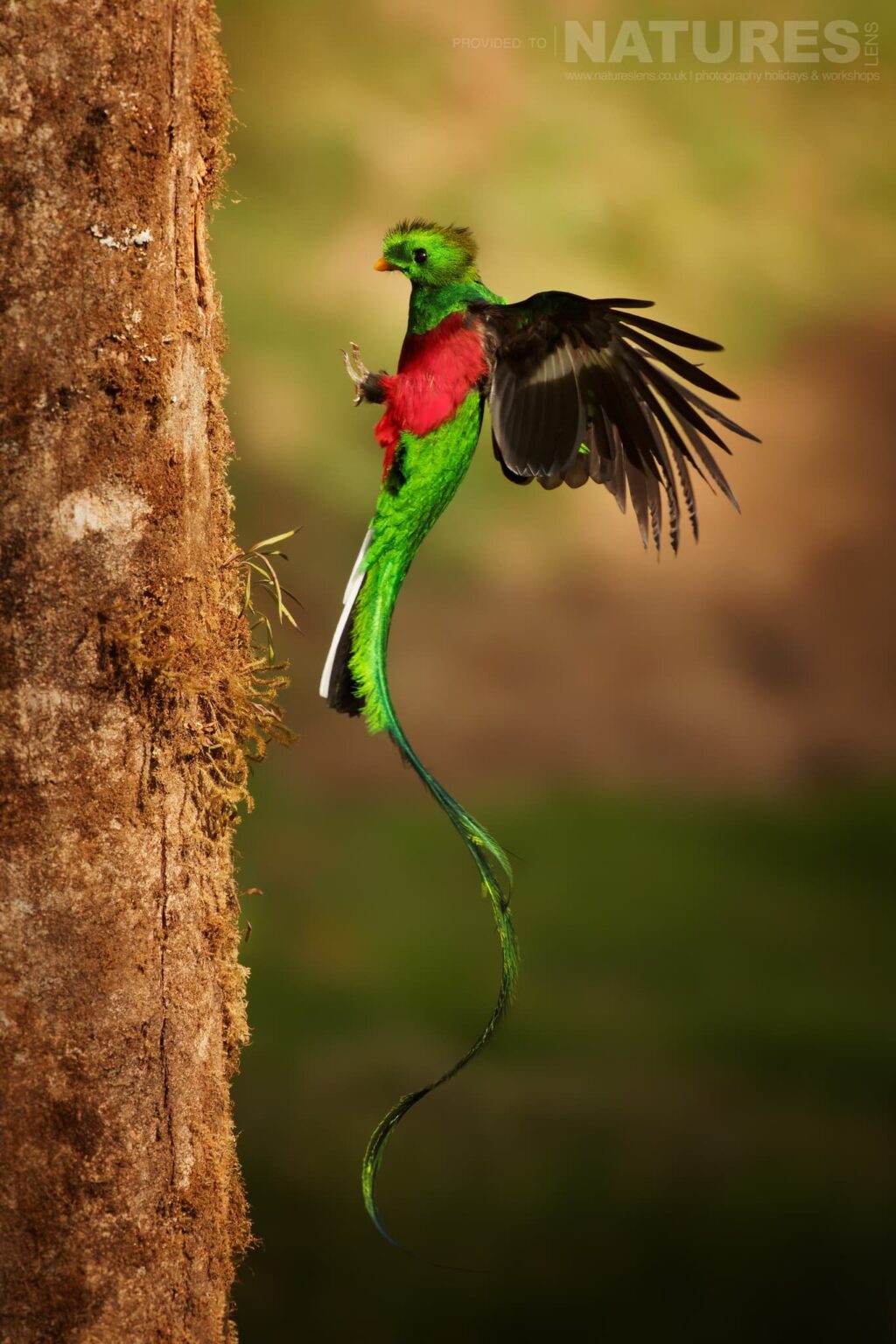 A Respendent Quetzal in flight at a nesting site - which can be photographed during the NaturesLens Quetzals & Other Iconic Wildlife of Costa Rica photography holiday
