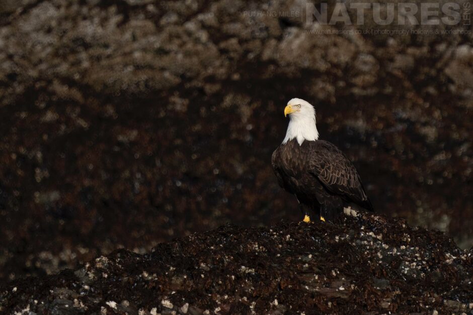 A Lone Bald Eagle Perched On Dark Rocks In One Of The Coves Of Kachemak Bay Photographed During The Natureslens Sea Otters & Bald Eagles Of Alaska Photography Holiday
