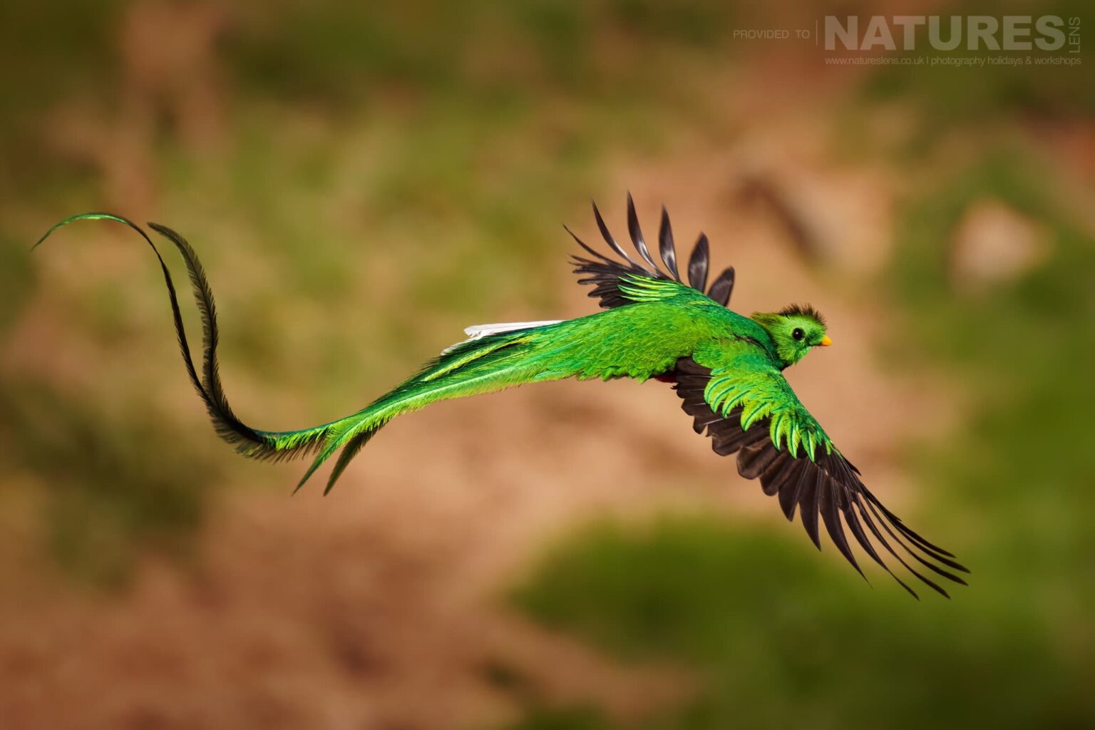 A magnificent Respendent Quetzal in flight - which can be photographed during the NaturesLens Quetzals & Other Iconic Wildlife of Costa Rica photography holiday