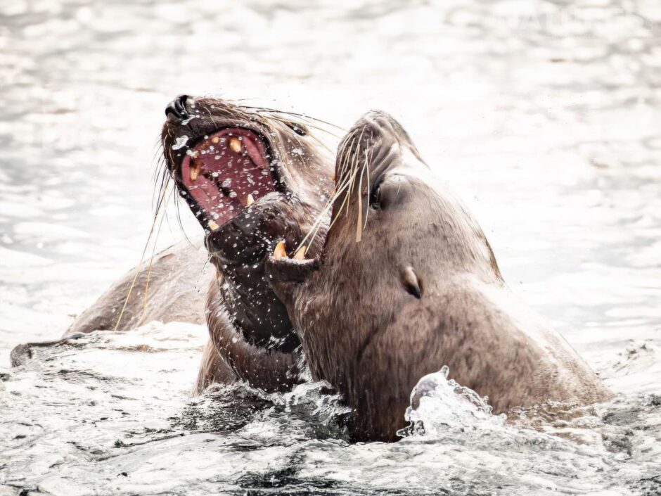A Pair Of Steller Sea Lions Fighting On The Surface Of The Alaskan Waters Photographed In The Location For The Natureslens Wildlife Of Kachemak Bay In Summer Photography Holiday
