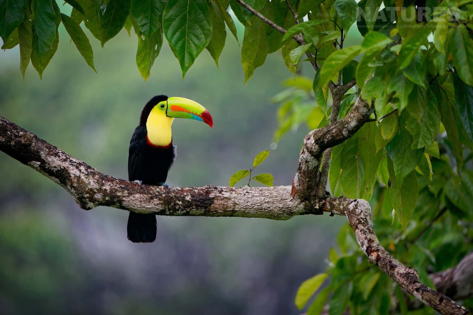 A perched Keel-billed Toucan, one of the icons of Costa Rica - which can be photographed during the NaturesLens Quetzals & Other Iconic Wildlife of Costa Rica photography holiday