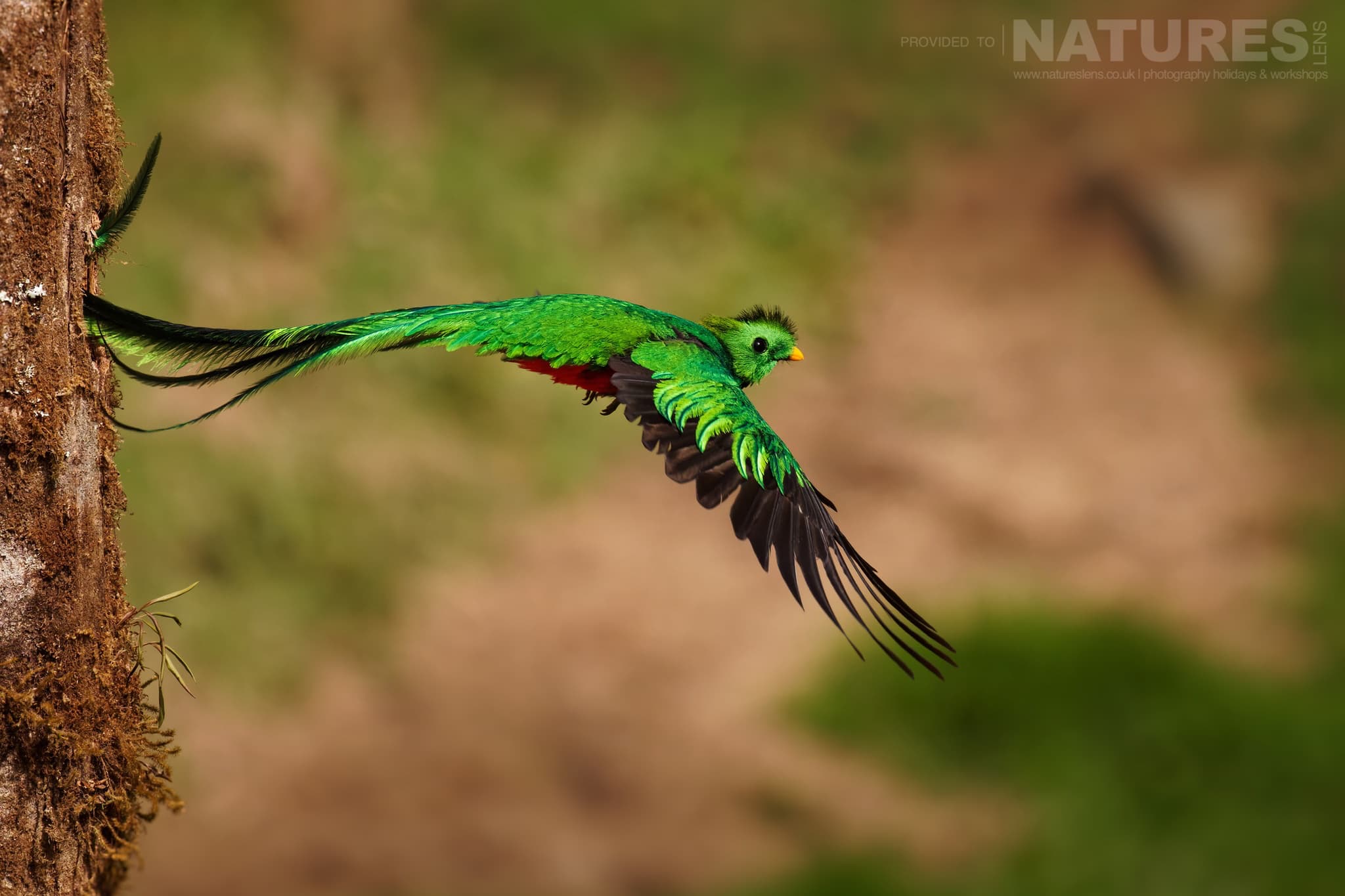 A Splendid Respendent Quetzal Leaves The Nest Which Can Be Photographed During The Natureslens Quetzals &Amp; Other Iconic Wildlife Of Costa Rica Photography Holiday