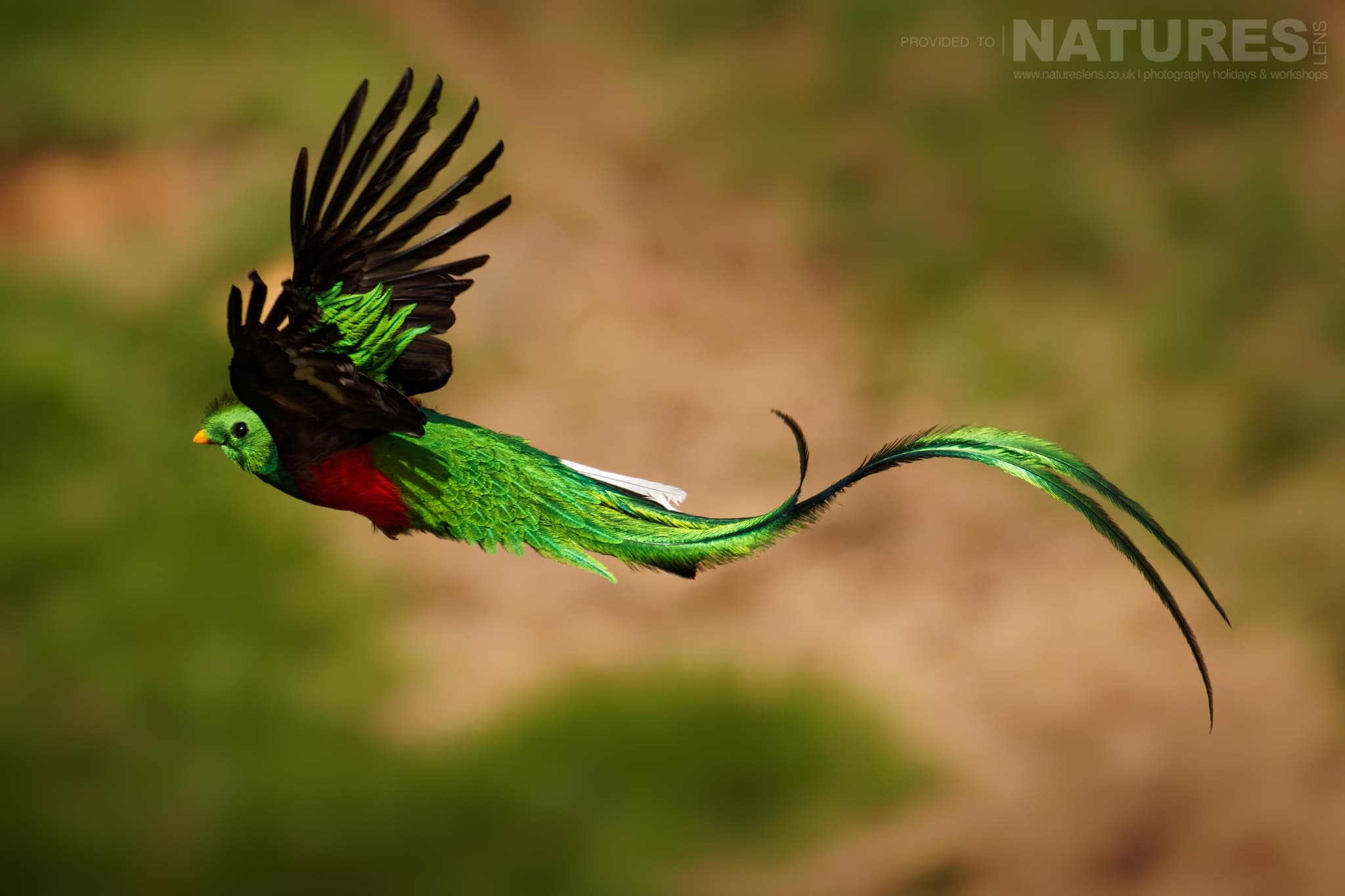 An In Flight Respendent Quetzal Which Can Be Photographed During The Natureslens Quetzals &Amp; Other Iconic Wildlife Of Costa Rica Photography Holiday