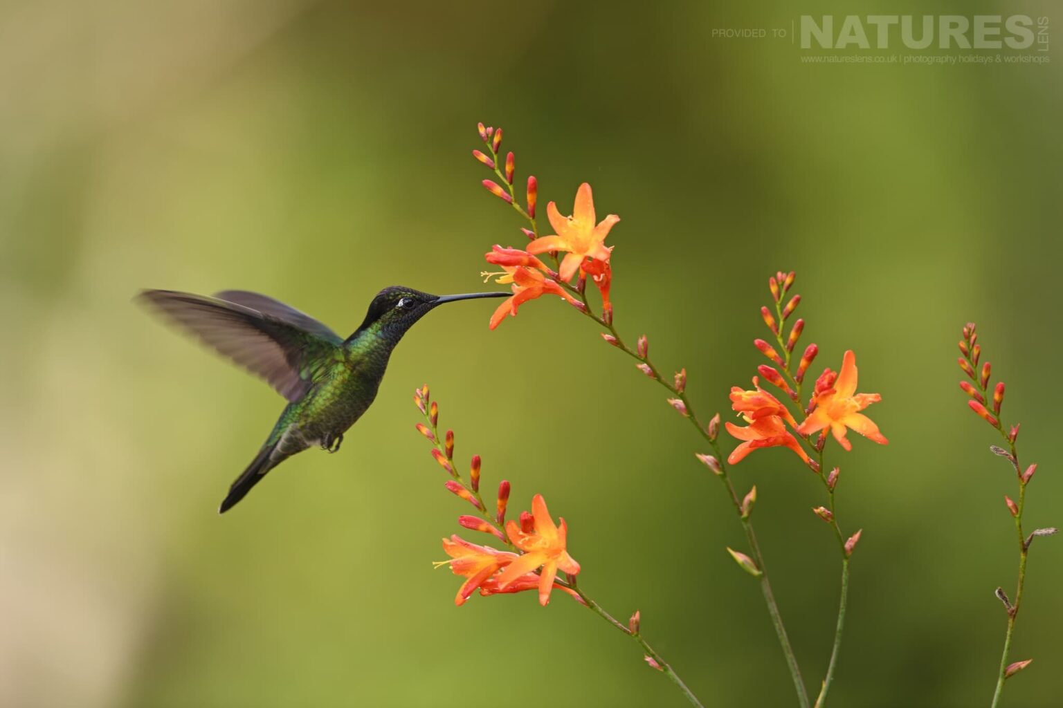 Hummingbirds are amongst the other species that we will be able to capture images of - which can be photographed during the NaturesLens Quetzals & Other Iconic Wildlife of Costa Rica photography holiday