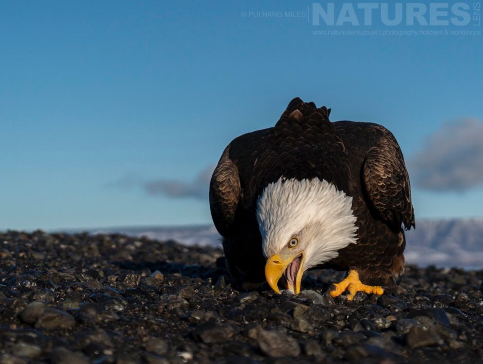 One Of The Bald Eagles Scavenging On One Of The Beaches Found In Kachemak Bay Photographed During The Natureslens Sea Otters & Bald Eagles Of Alaska Photography Holiday