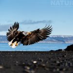 A Focus On The Bald Eagles Of Alaska