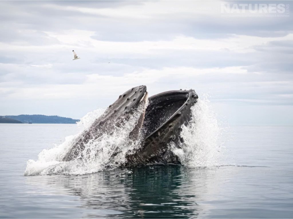 A Humpback Whale Breaks The Surface Of The Alaskan Waters Photographed In The Location For The Natureslens Wildlife Of Kachemak Bay In Summer Photography Holiday A Humpback Whale Breaking The Surface Of The Alaskan Waters