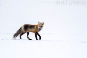 A Red Fox Trotting By Photographed During The Natureslens Winter Wildlife Of Yellowstone Wildlife Photography Holiday