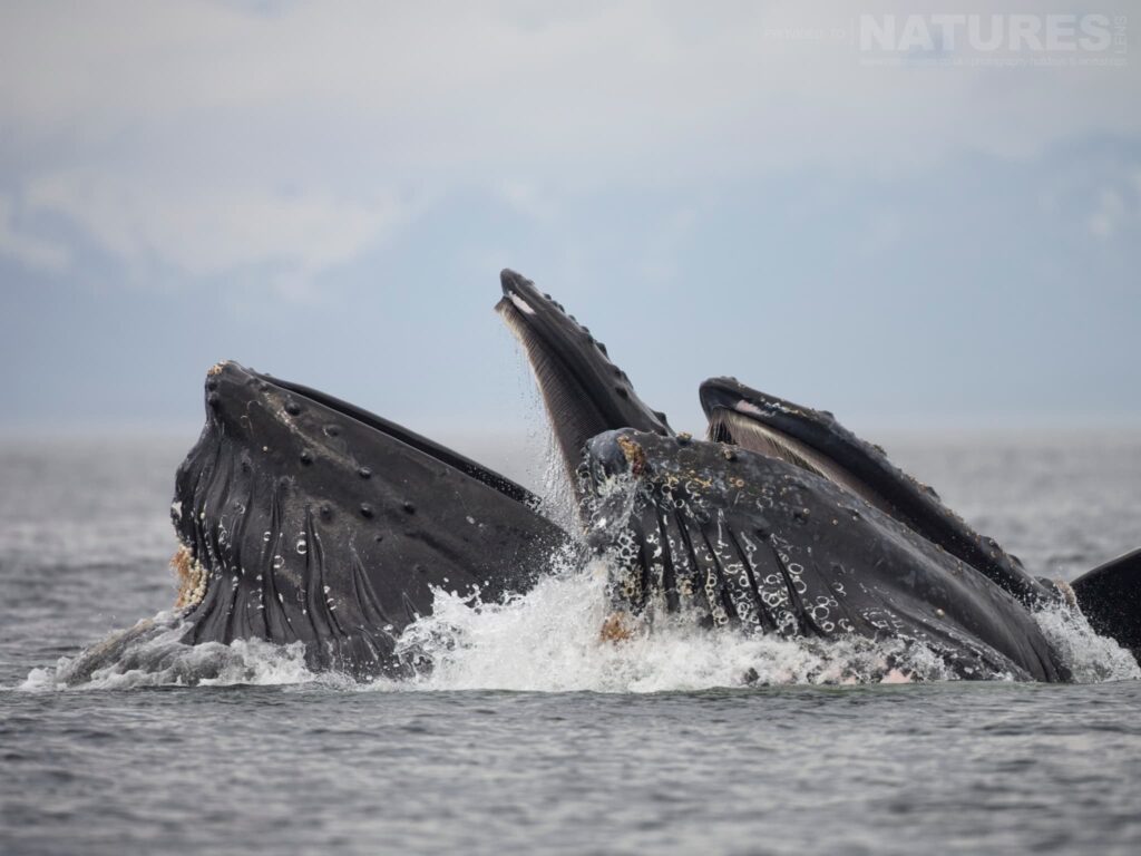 Photograph the Astounding Bubble-Netting Whales of Alaska
