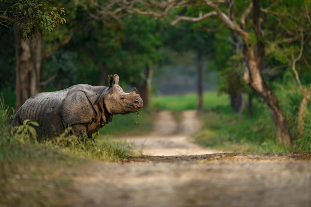 Photograph the Indian Wildlife of Kaziranga National Park