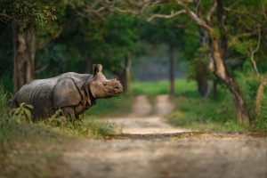 Wildlife Of Kaziranga National Park 07 Pichi