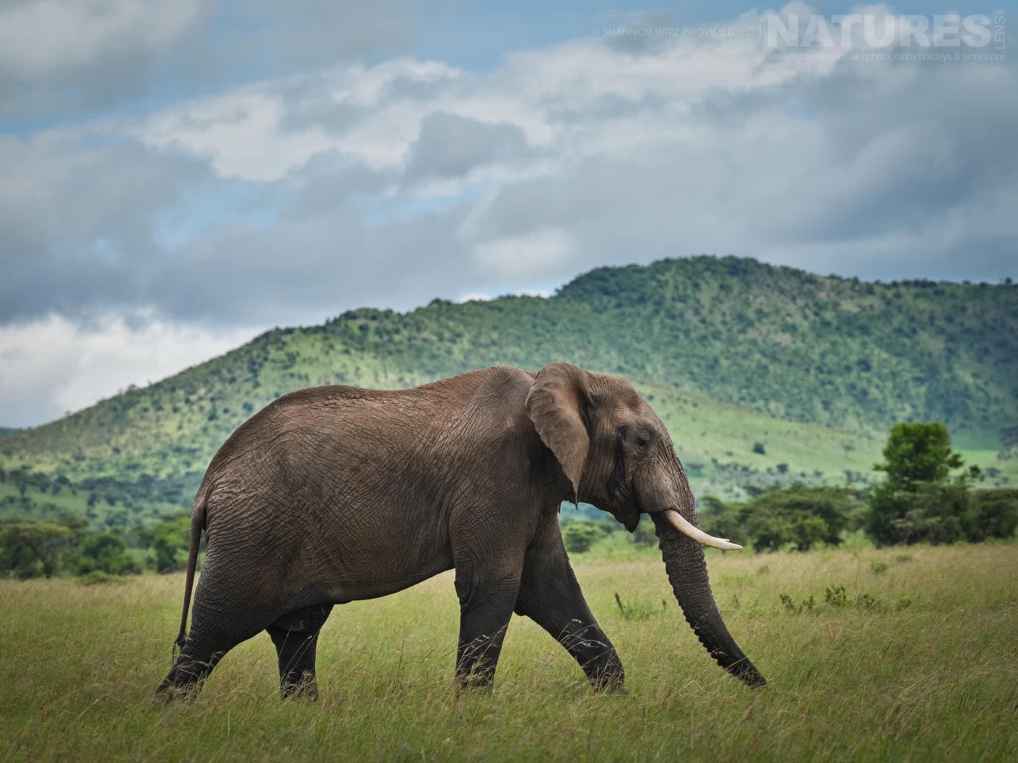 A Large African Elephant Wanders Through The Lobo Region, The Region Of Tanzania That We Use For The Natureslens Wildlife Of The Serengeti Photography Holiday