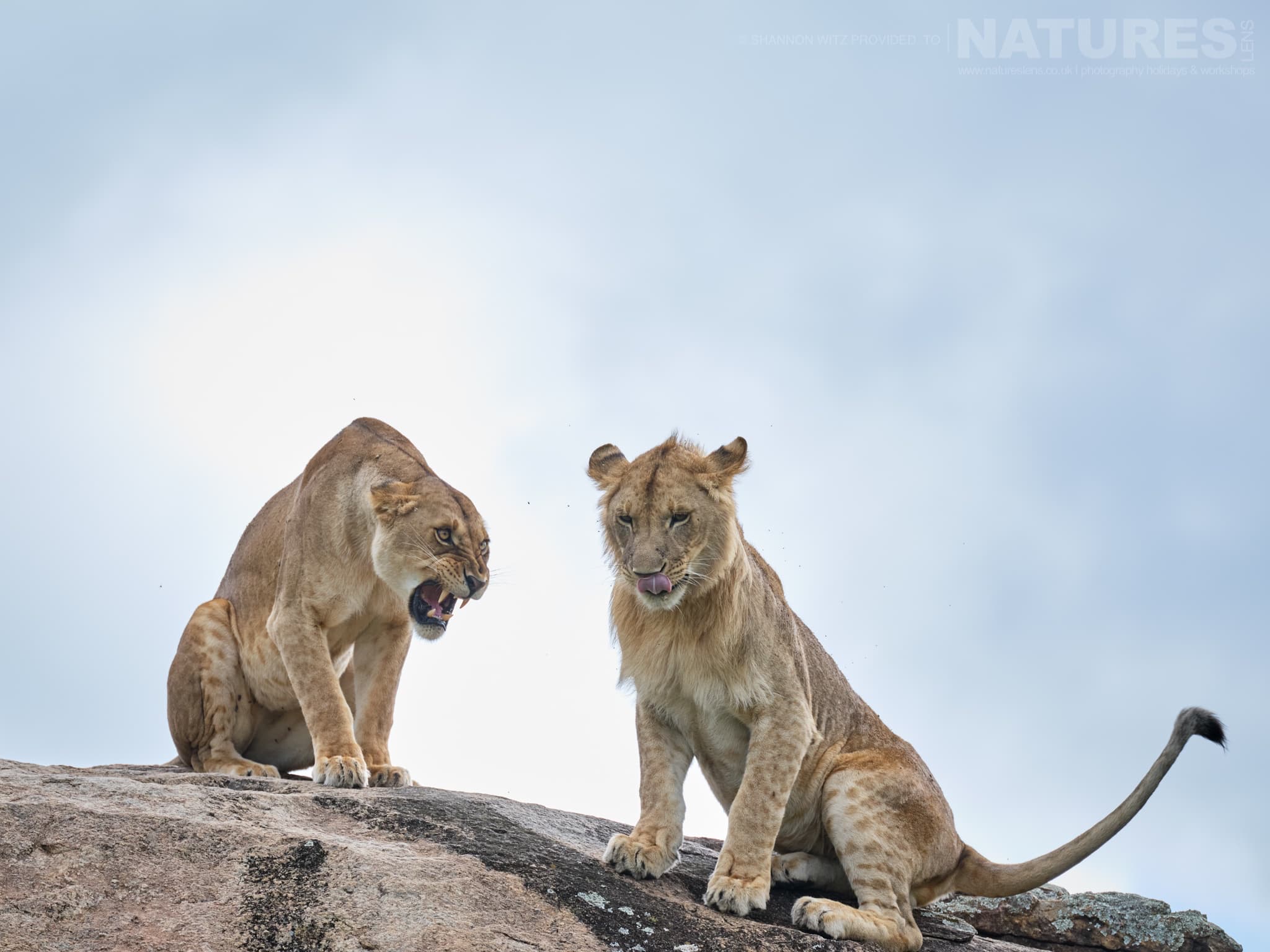 A Lioness Snarls At A Young Male Lion On Top On One Of The Granite Kjopes In The Region Of Tanzania That We Use For The Natureslens Wildlife Of The Serengeti Photography Holiday