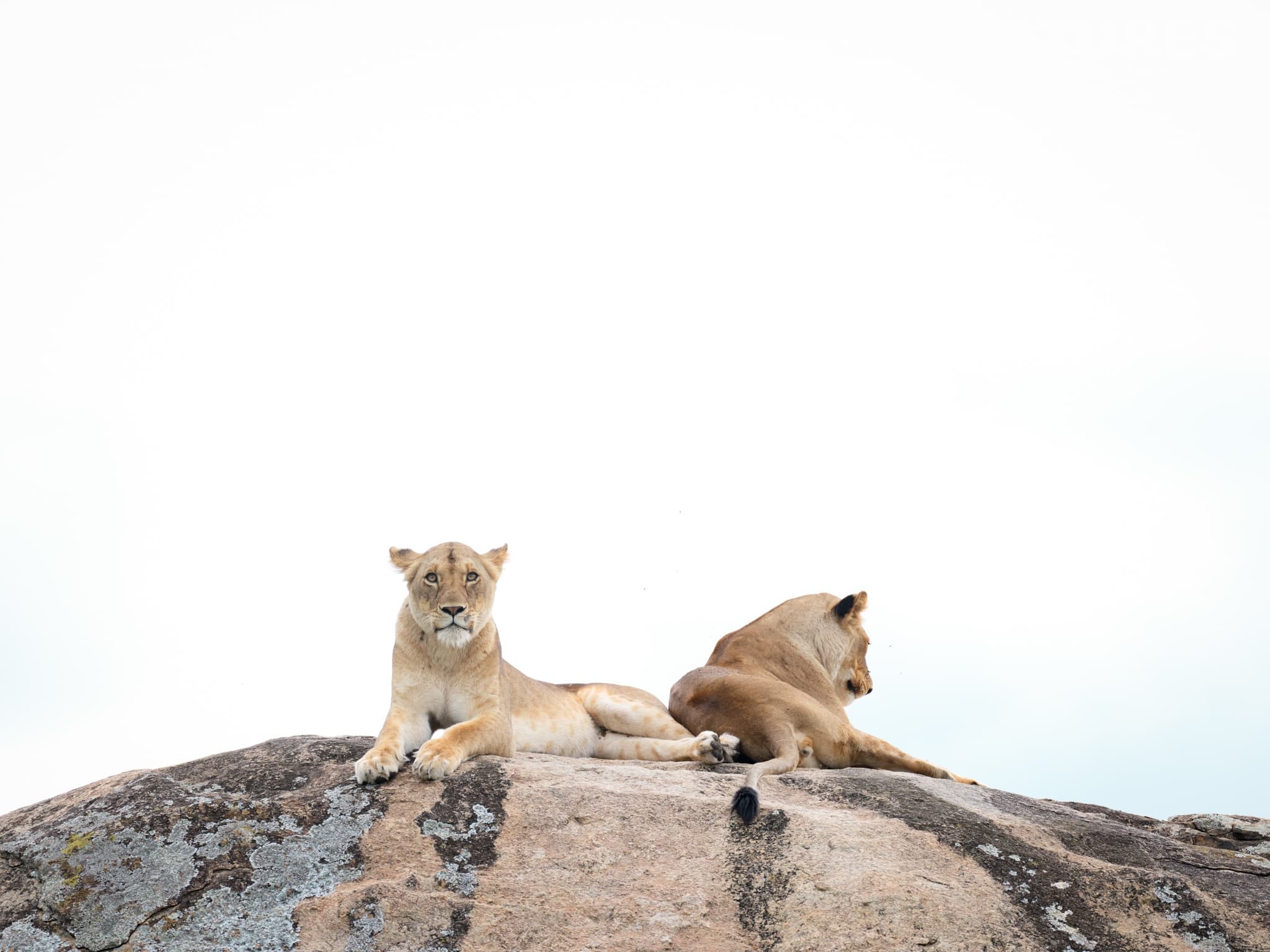 A Pair Of Resting Lionesses On Top On One Of The Granite Kjopes In The Region Of Tanzania That We Use For The Natureslens Wildlife Of The Serengeti Photography Holiday