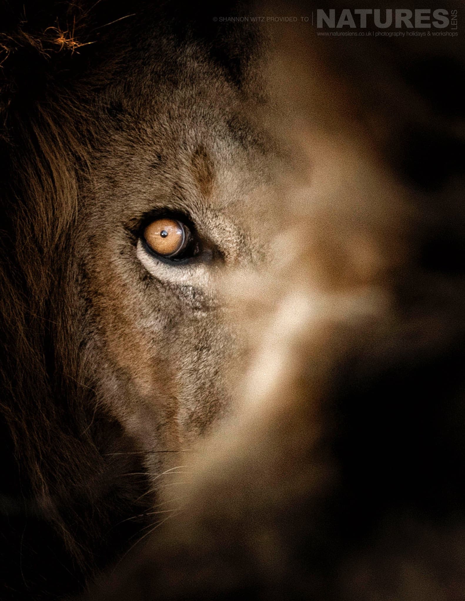 A Portrait Of One Of The Lions Who Rule The Lobo Region, The Region Of Tanzania That We Use For The Natureslens Wildlife Of The Serengeti Photography Holiday