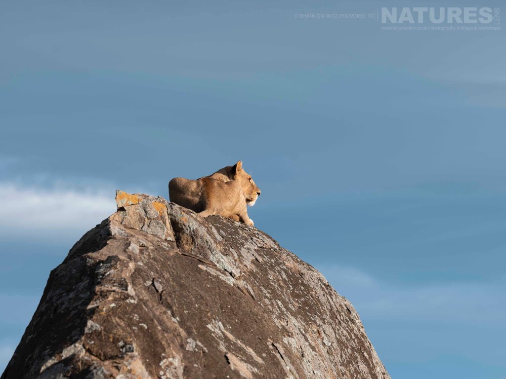 A Resting Lioness On Top On One Of The Granite Kjopes In The Region Of Tanzania That We Use For The Natureslens Wildlife Of The Serengeti Photography Holiday A Resting Lioness On A Granite Kopje In Tanzania