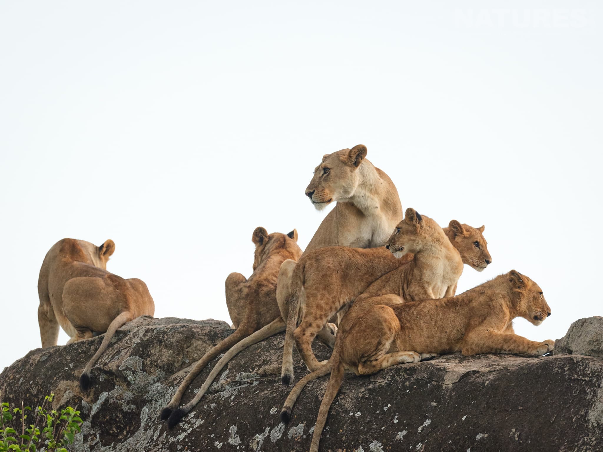 A Small Selection Of The Lobo Pride, The Lions Who Rule The Lobo Region, The Region Of Tanzania That We Use For The Natureslens Wildlife Of The Serengeti Photography Holiday
