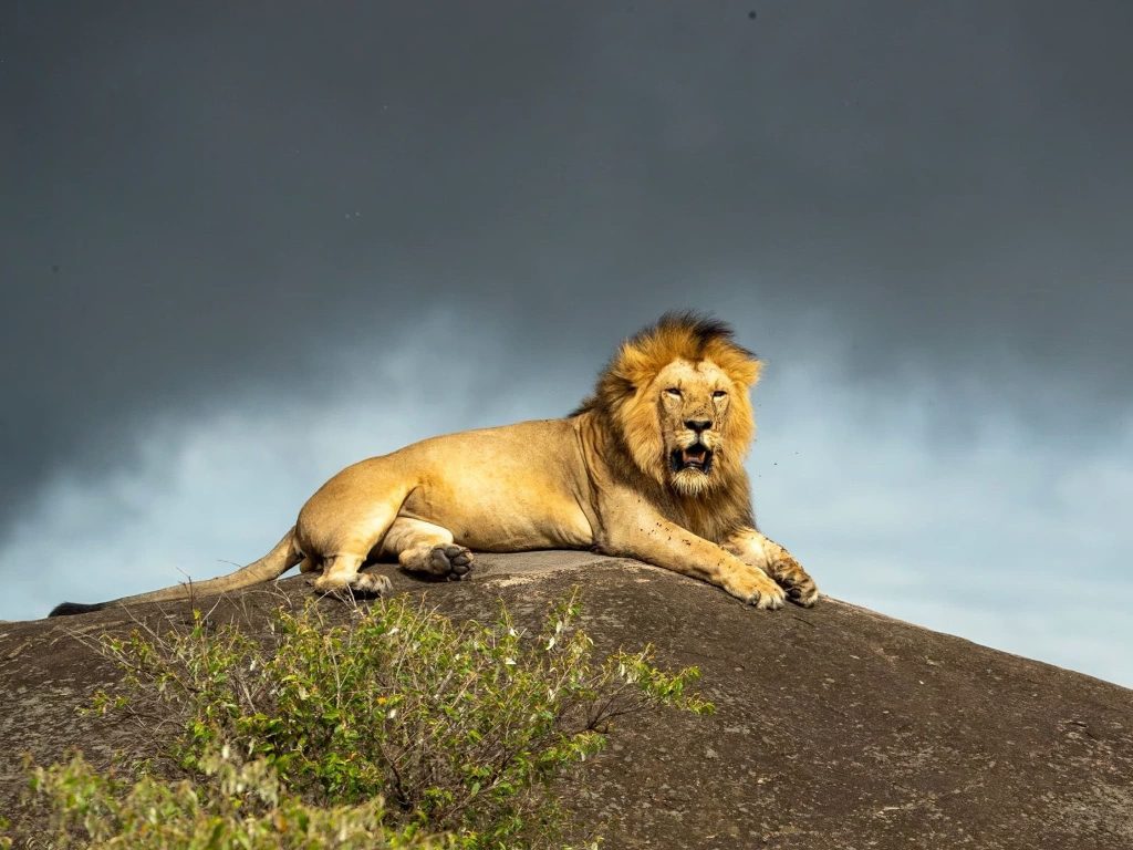 Join Us For The Lions of the Serengeti Photography Safari