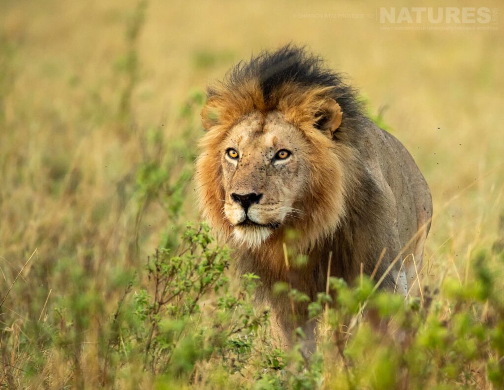 Photograph the Wildlife of the Serengeti