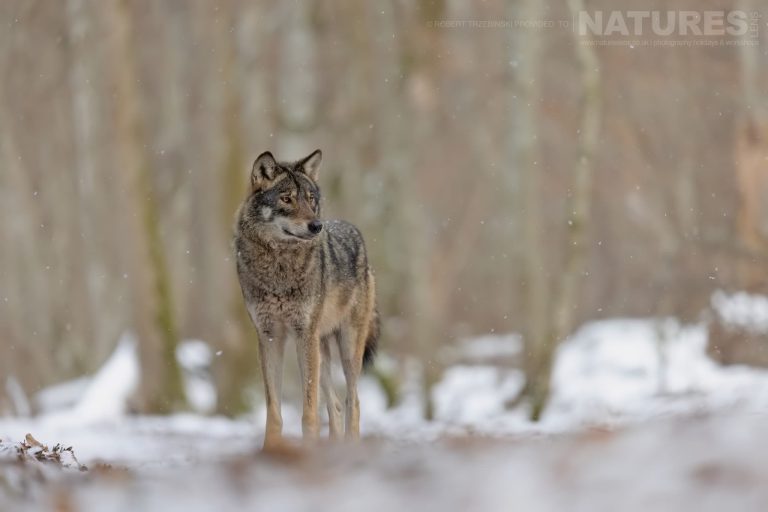 Wildlife Of Białowieża Forest