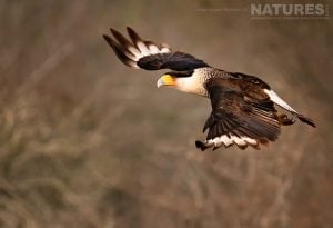 A soaring Crested Caracara - photographed at one of the locations used during our Birdlife of Texas Photography Holiday
