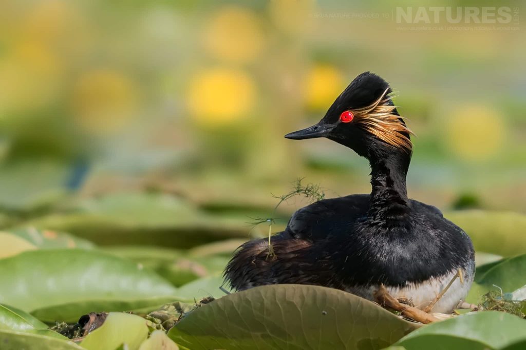 An Eared Grebe Amongst The Lily Pads Photographed In Ultima Frontiera The Location For This Wildlife Of The Danube Delta Photography Holiday An Eared Grebe On Its Nest Among Lily Pads, With Yellow Flowers Softly Blurred Behind