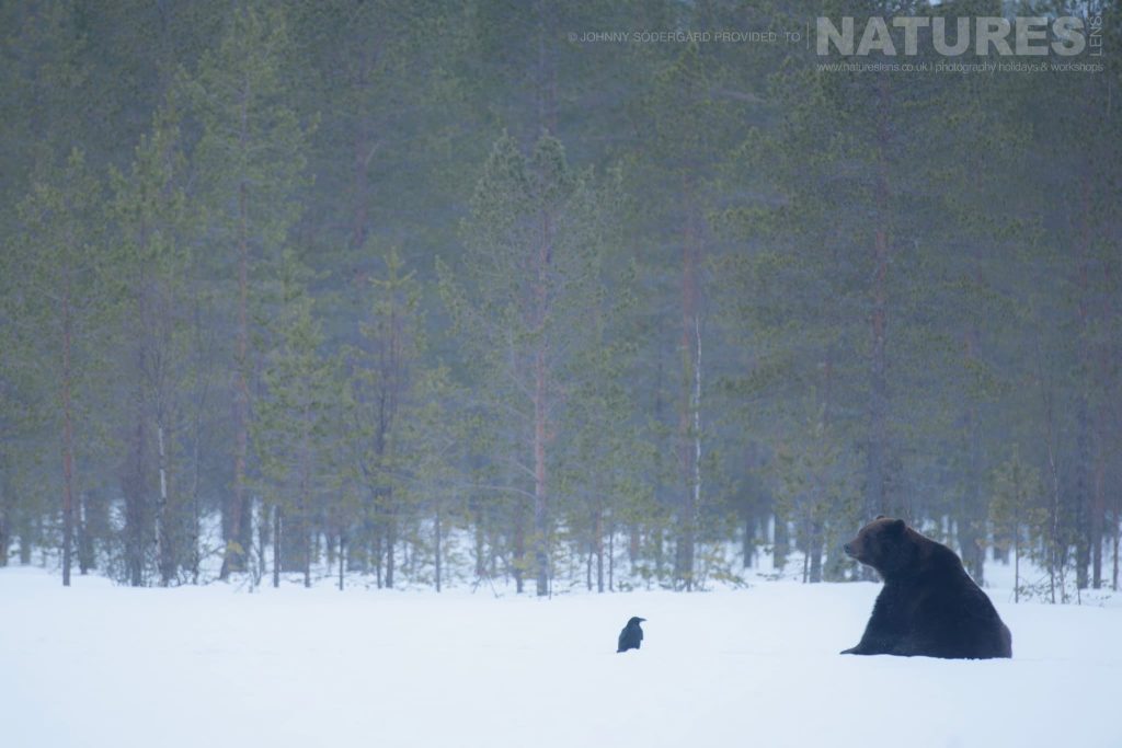 One Of Finlands Brown Bears In Winter On The Edge Of The Forest Creative Intent In Wildlife Photography: A Brown Bear At The Edge Of A Finnish Forest In The Snow