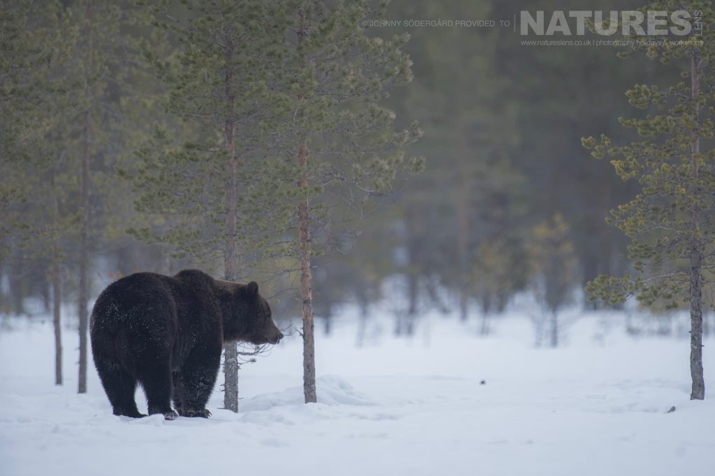 One Of Finlands Brown Bears In Winter On The Edge Of The Forest In The Snow A Brown Bear At The Edge Of A Finnish Forest In The Snow, Showing Environmental Context