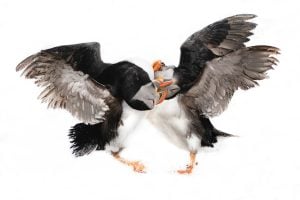 Puffins in the snow photographed at one of the locations for this Puffins in the snow photography holiday