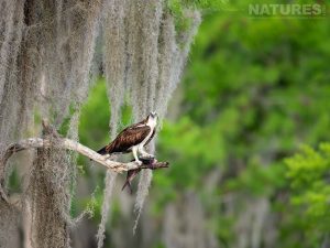 An Osprey Perched On A Branch With A Freshly Caught Fish Photographed During Our Awesome Birdlife Of Florida Photography Holiday