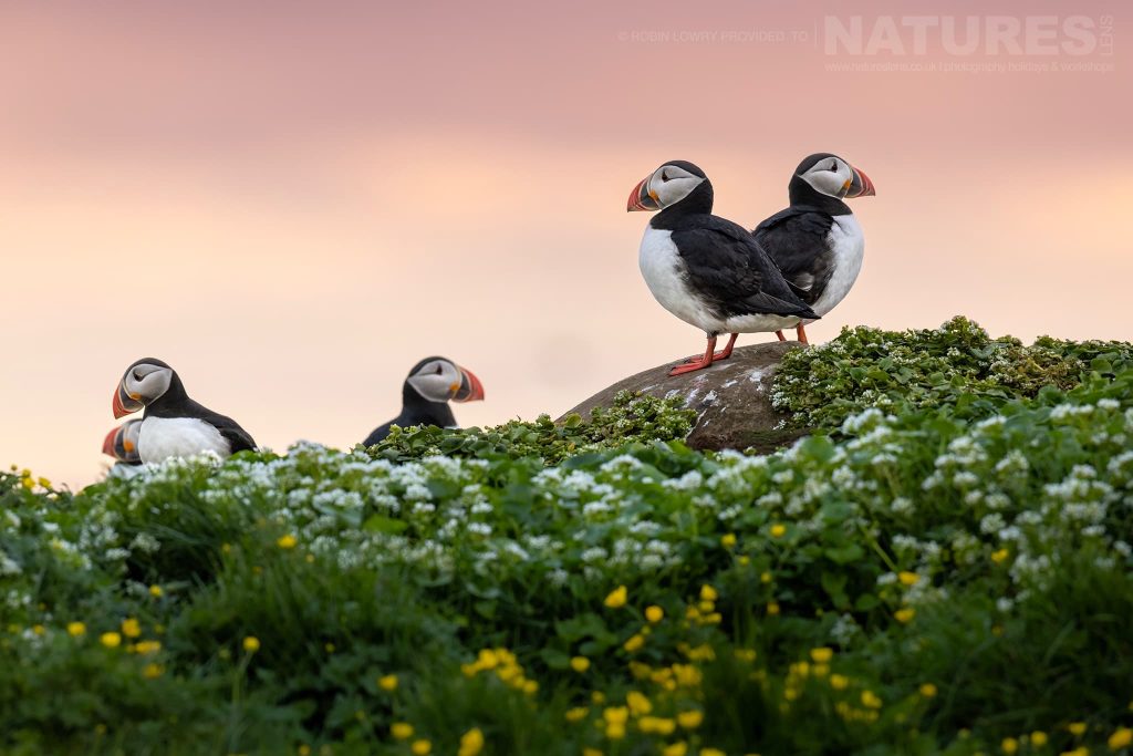 Photograph The Puffins Of Grimsey Island With Natureslens In 2025 34