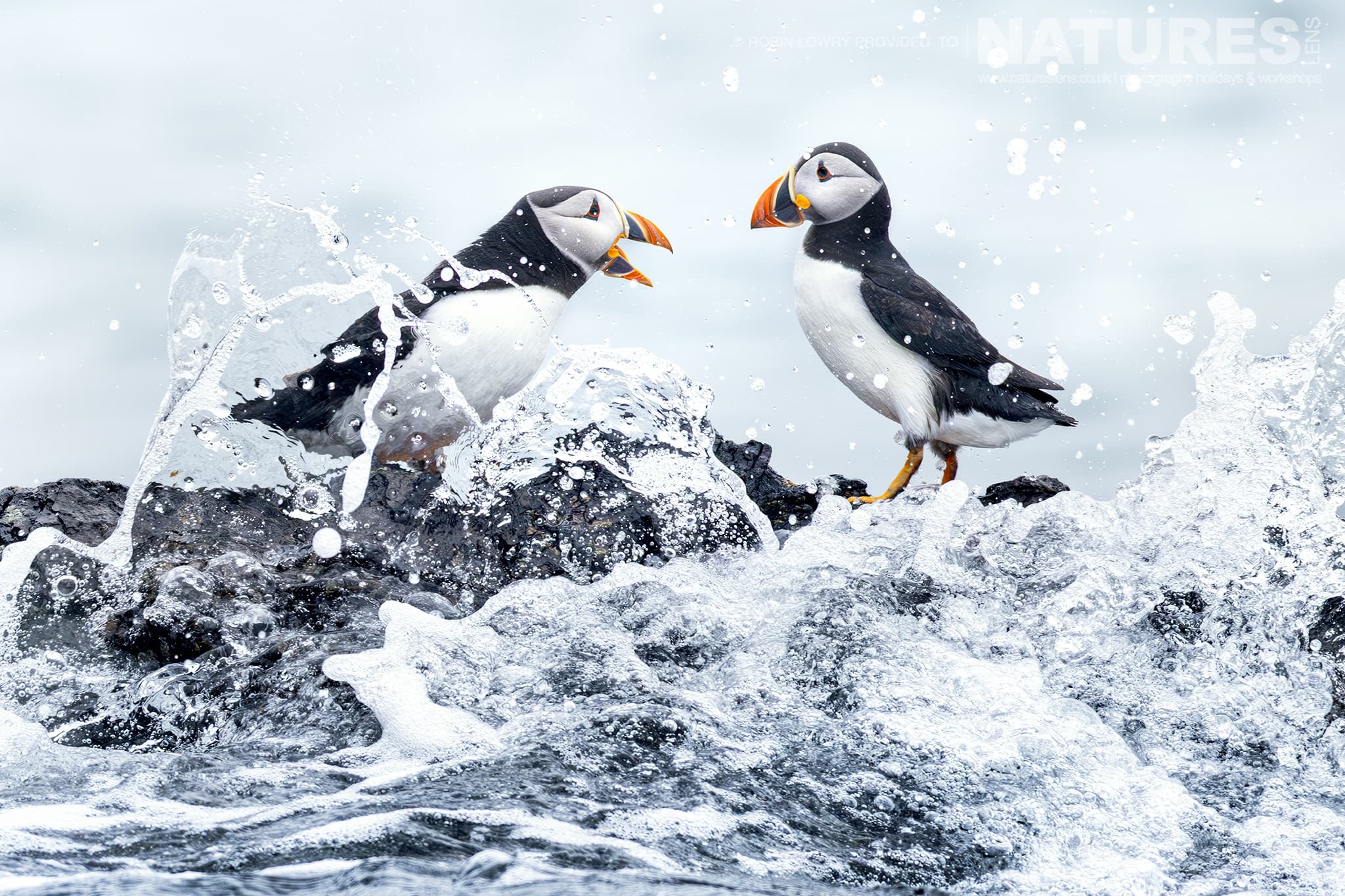 Photography Holidays For Atlantic Puffins In Various Locations ...