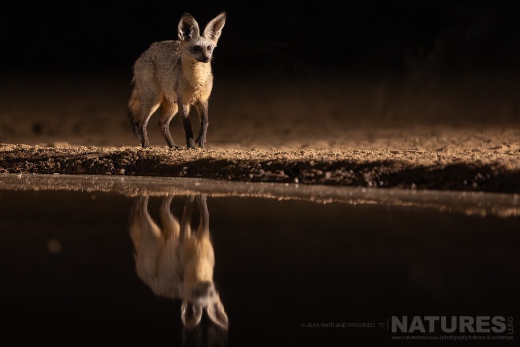 A Bat Eared Fox Near Water Causing A Reflection Photographed At Shompole Wilderness With Natureslens A Bat-Eared Fox Standing Near Water At Night, Its Reflection Visible, Photographed At Shompole Wilderness