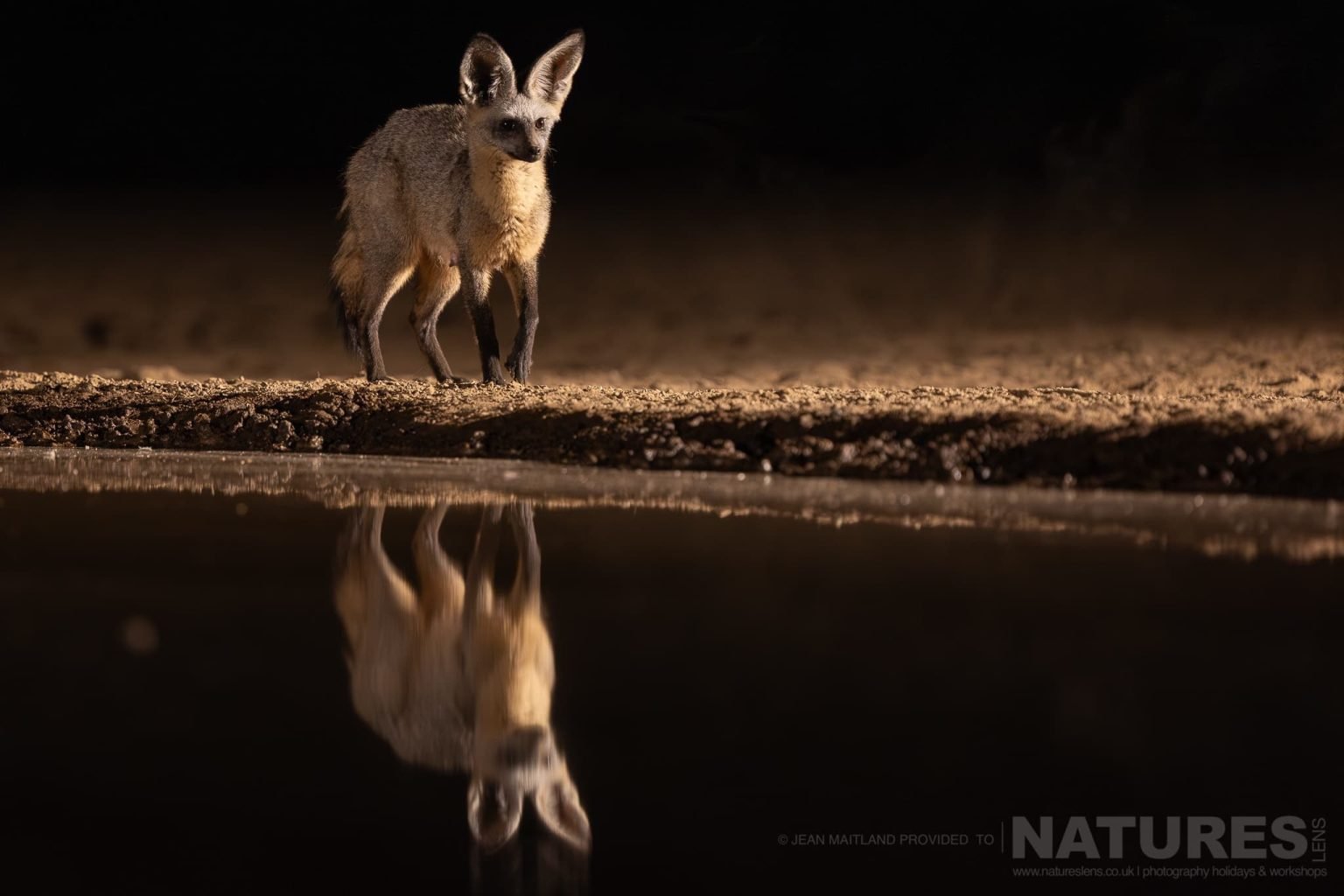 A Bat Eared Fox Near Water Causing a Reflection - photographed at Shompole Wilderness with NaturesLens