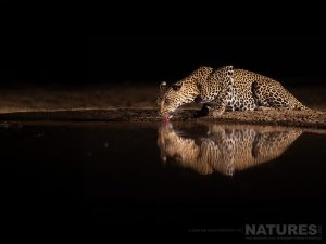 A Leopard Drinking Water At Night Causing A Superb Reflection Photographed At Shompole Wilderness With Natureslens